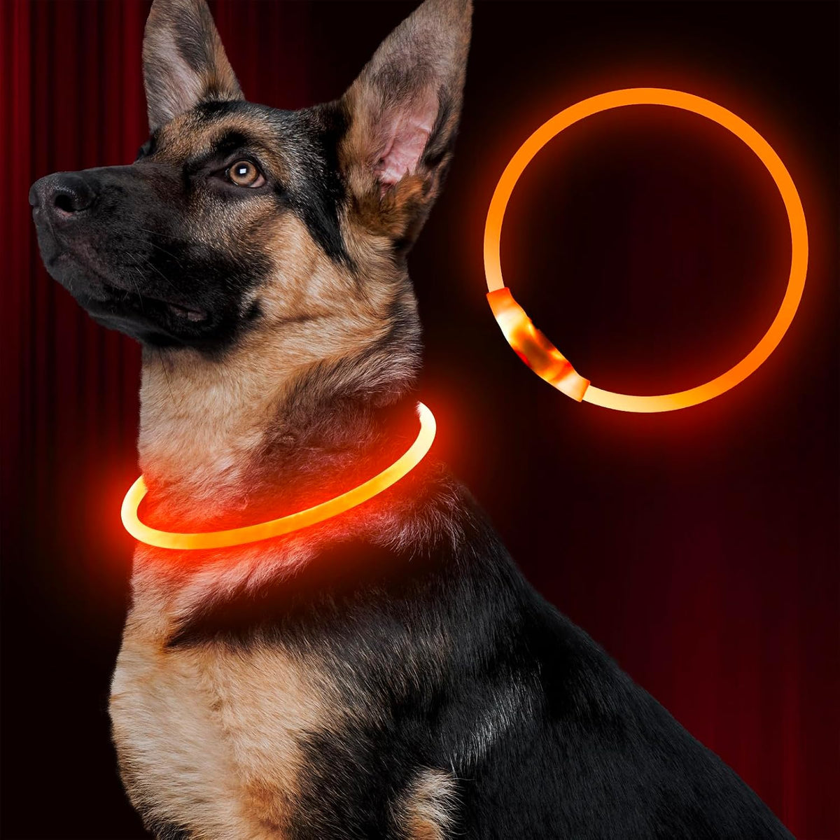 Light Up LED Dog Collar, USB Rechargeable Glow Collar for Night Walks